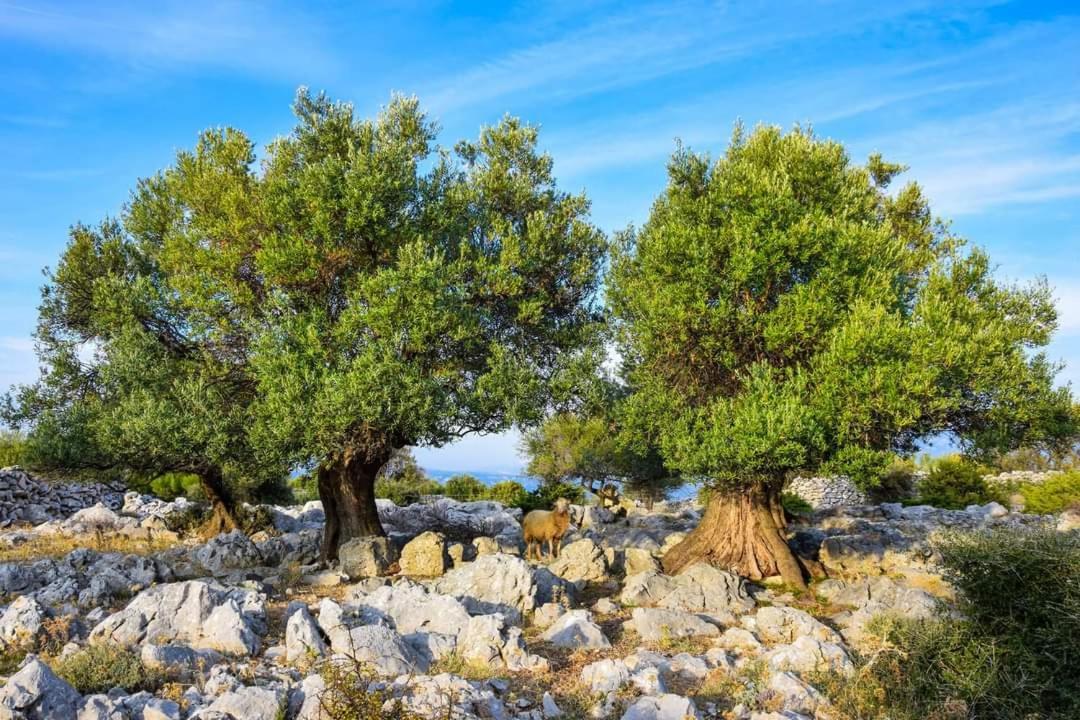 Apartmán Stanko Sea View Metajna Exteriér fotografie
